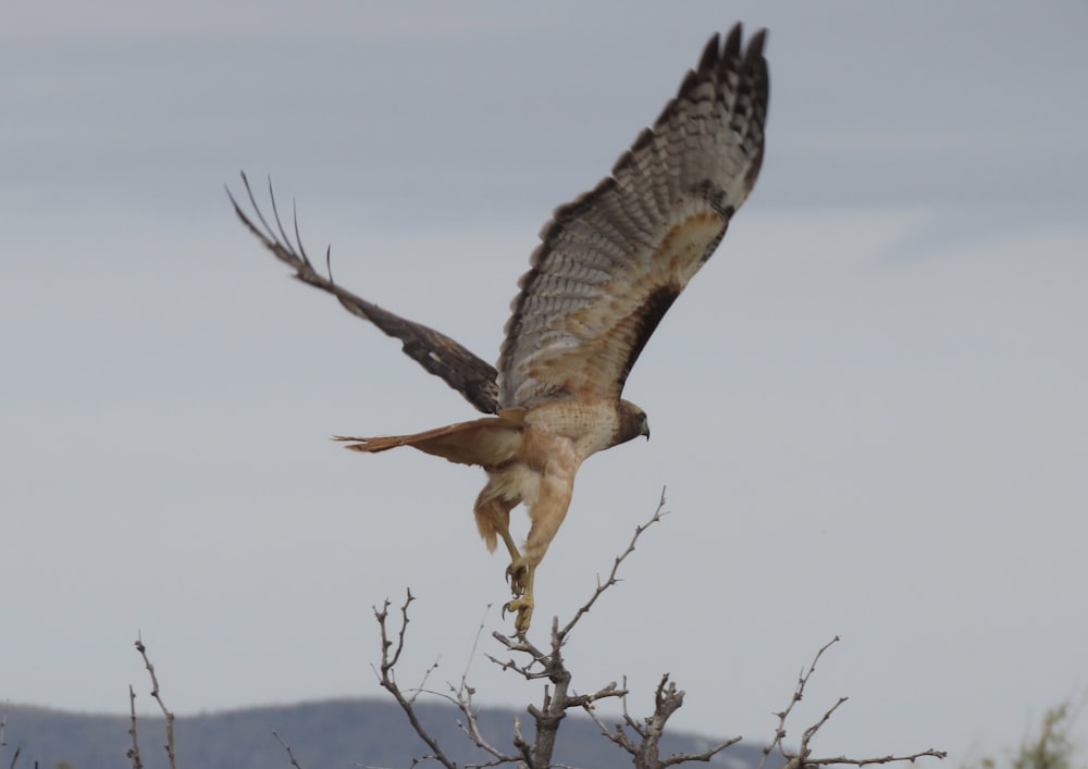 shallow focus photo of brown hawk