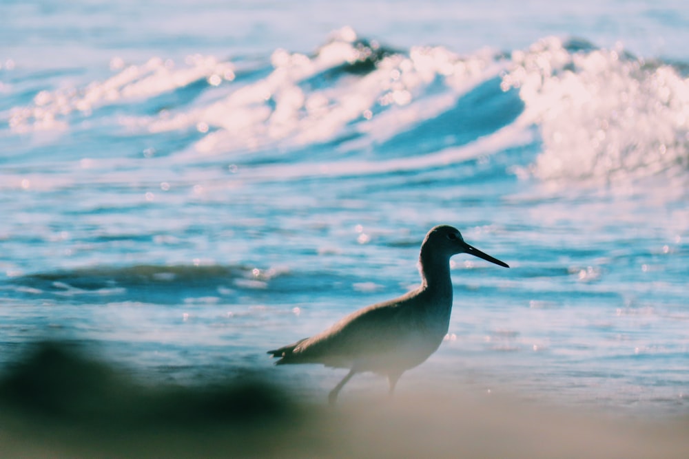 long-beaked white bird