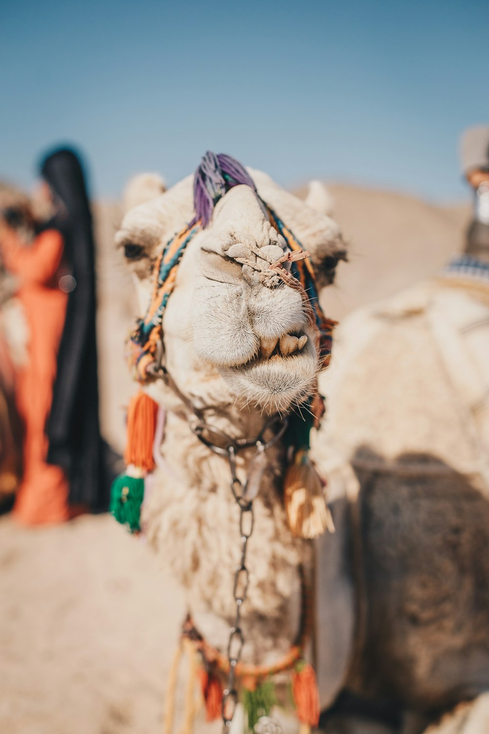 a close up of a camel with a person in the background