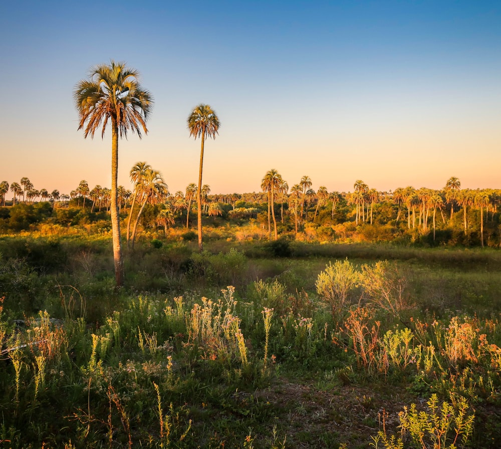 palm trees