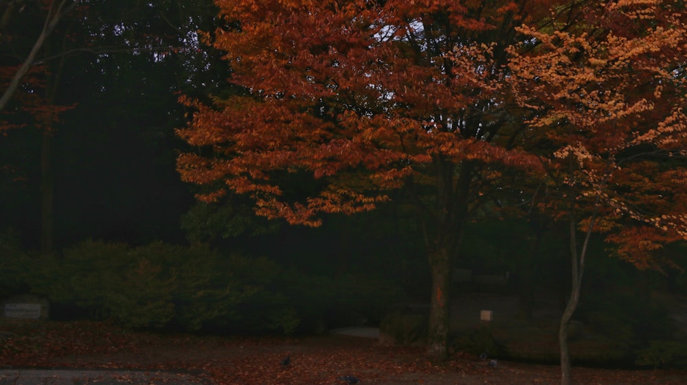 shallow focus photo of brown tree