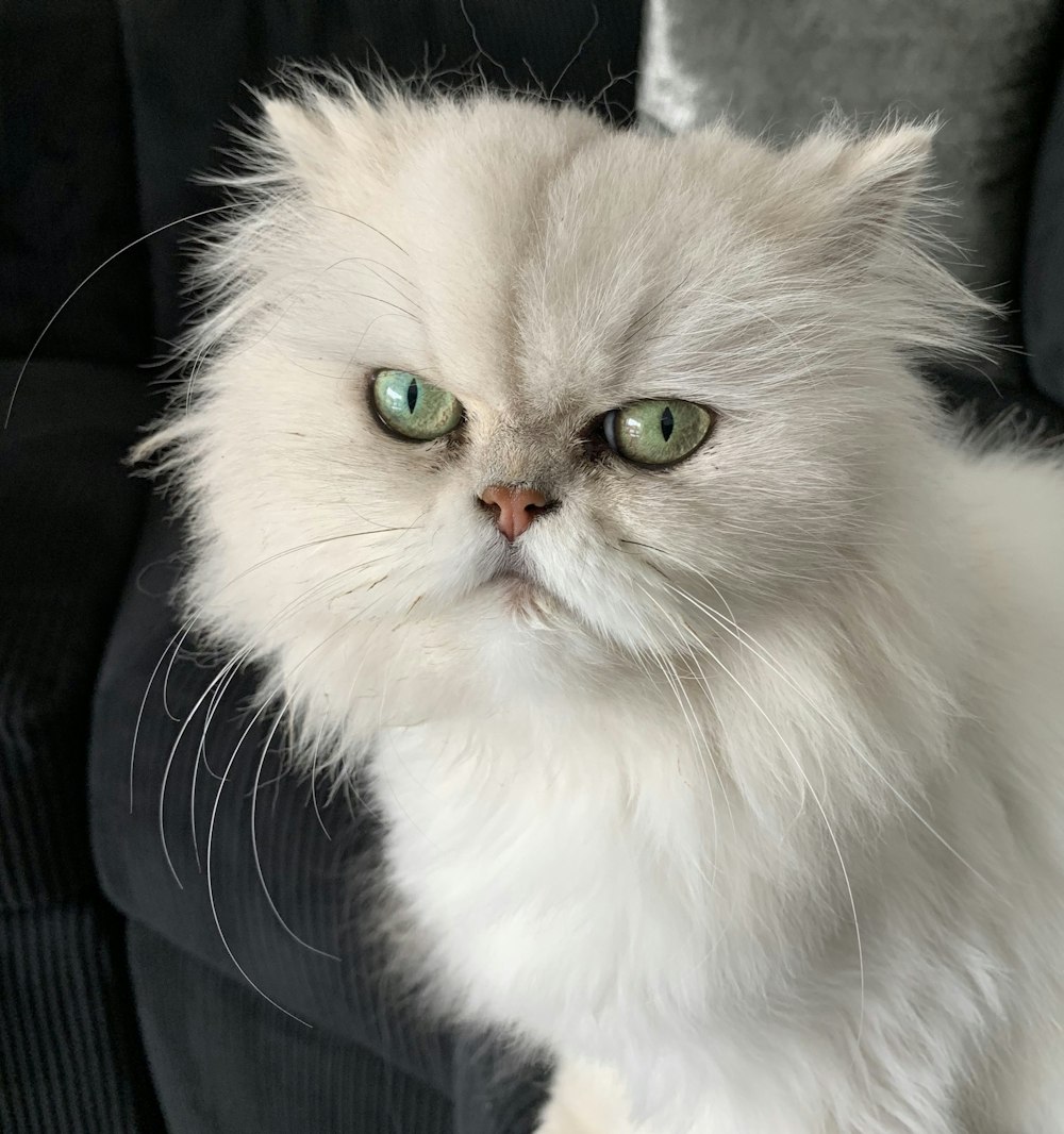 macro photography of white Persian cat