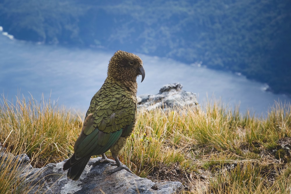 foto de foco raso do pássaro verde