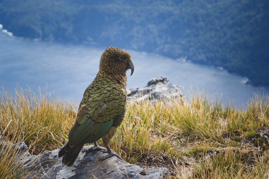 Pájaro kea posado en una piedra mirando a sus alrededores