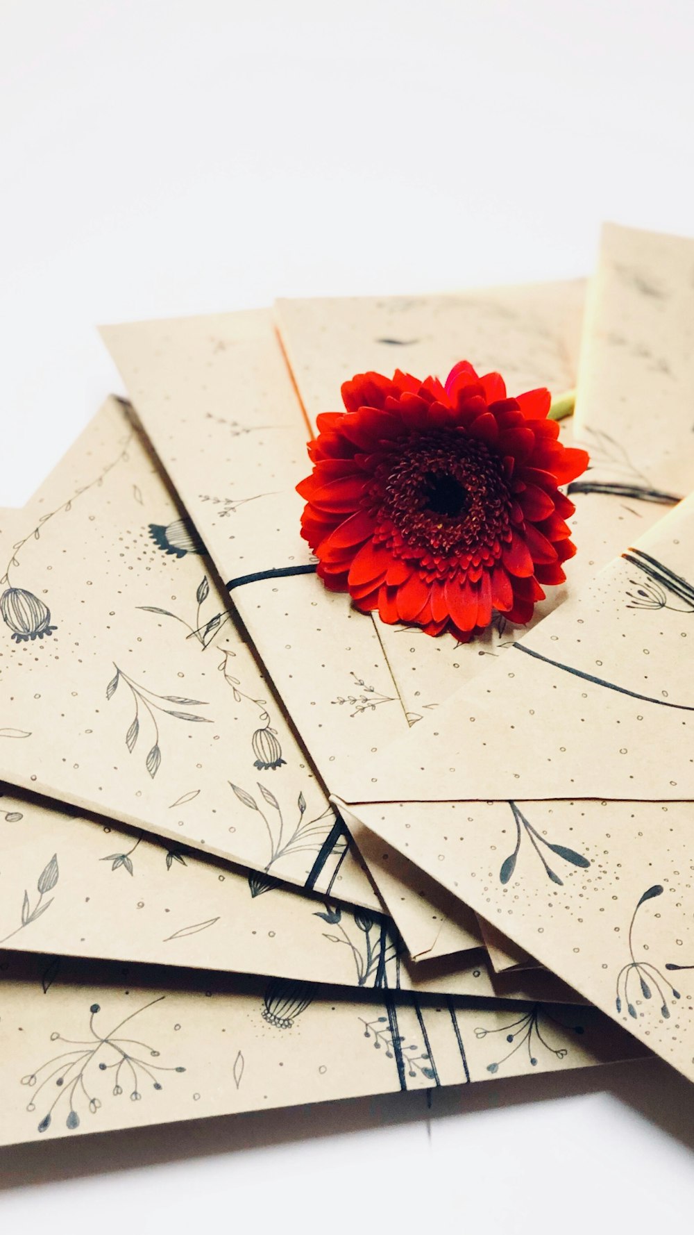 red gerbera daisy on envelope