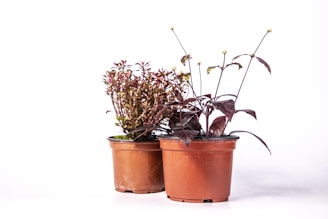 Two potted plants are placed against a plain white background. One plant has lush green foliage with small leaves, while the other features larger, deep purple leaves with thin stems and small budding flowers. Both are housed in simple brown plastic pots.