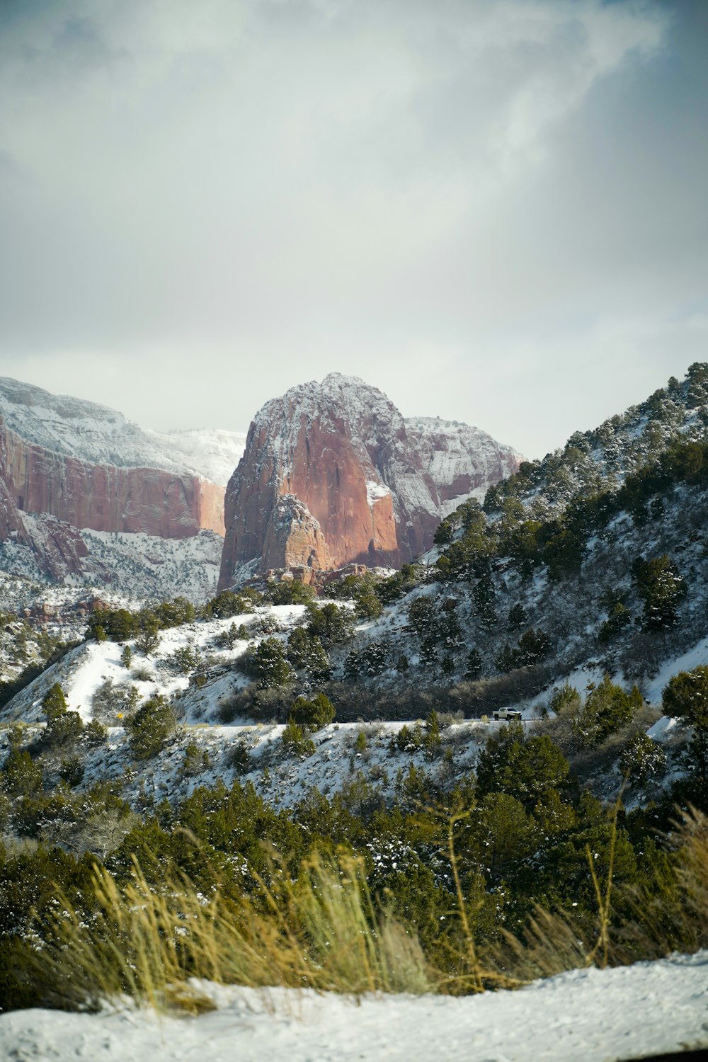 forest covered with snow