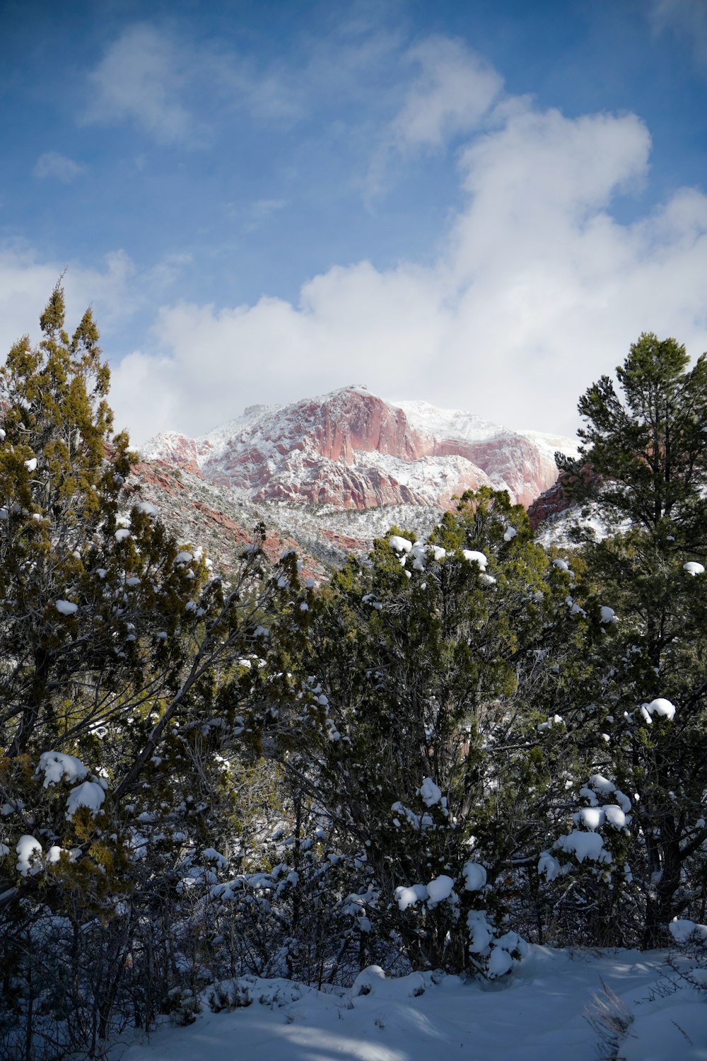 forest covered with snow