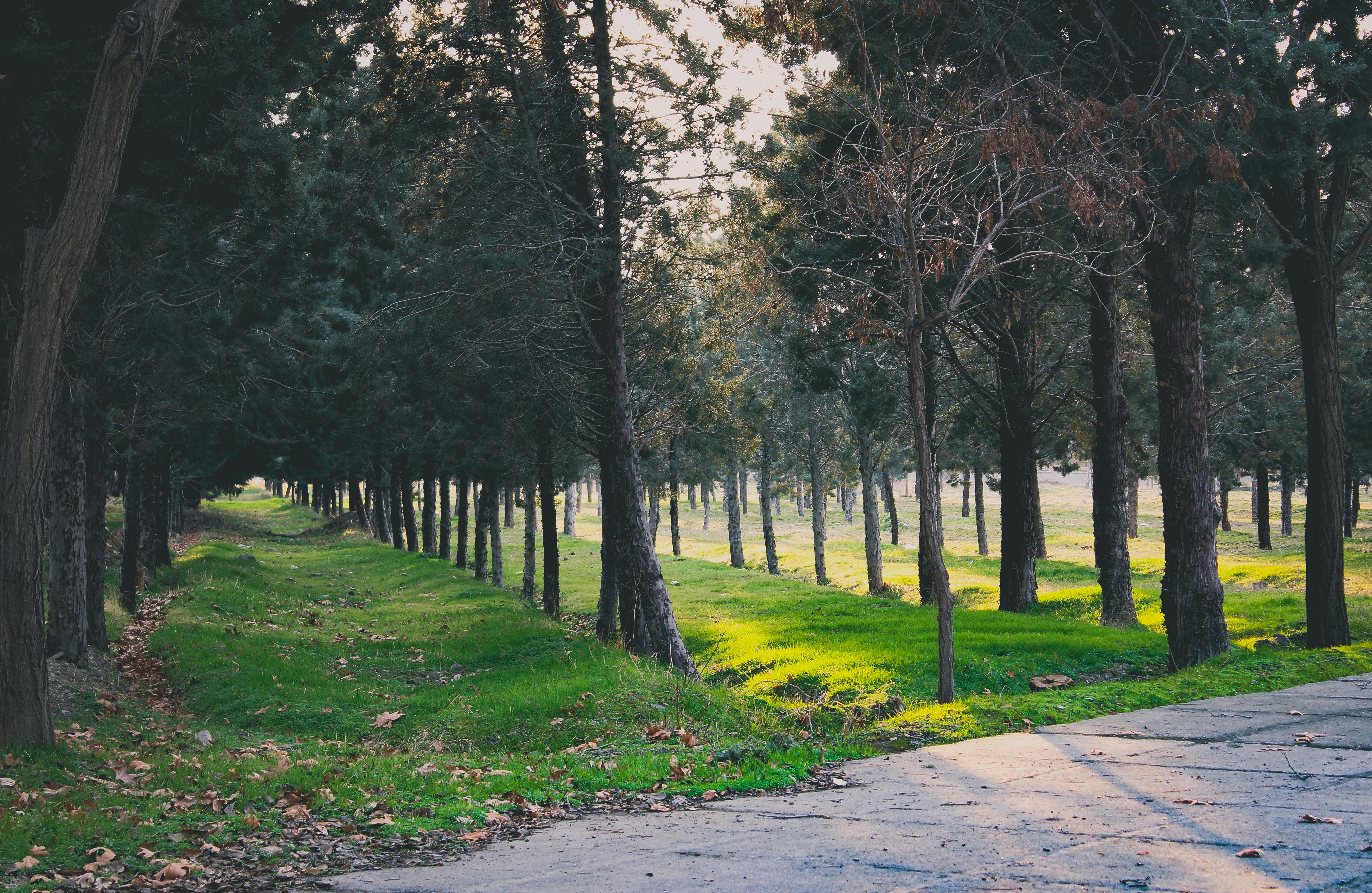 Photo by nasimkeshmiri