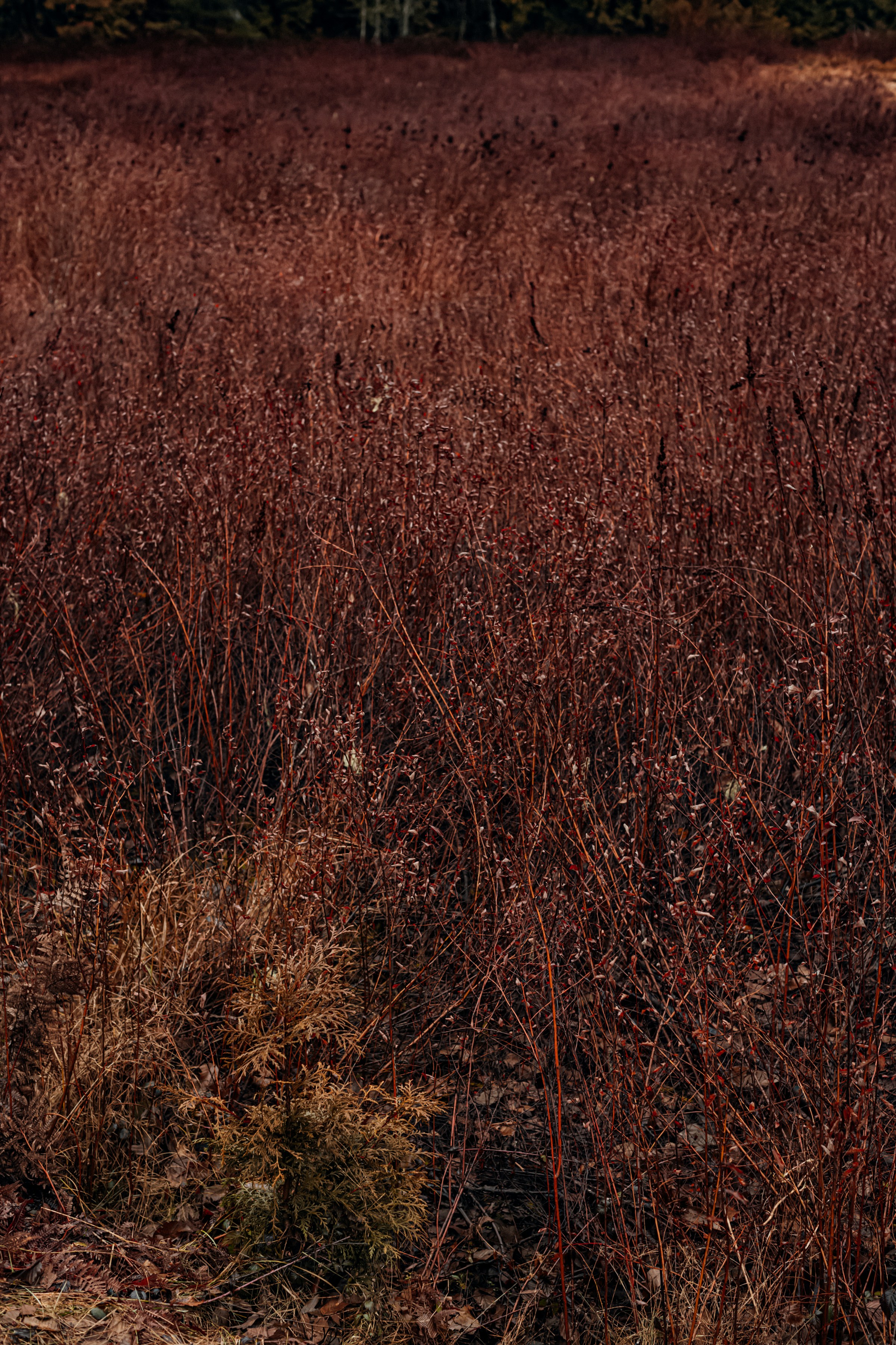 Photo by christiannkoepke