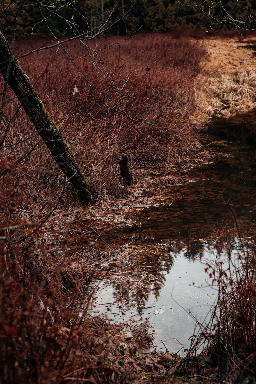 a stream running through a forest filled with tall grass