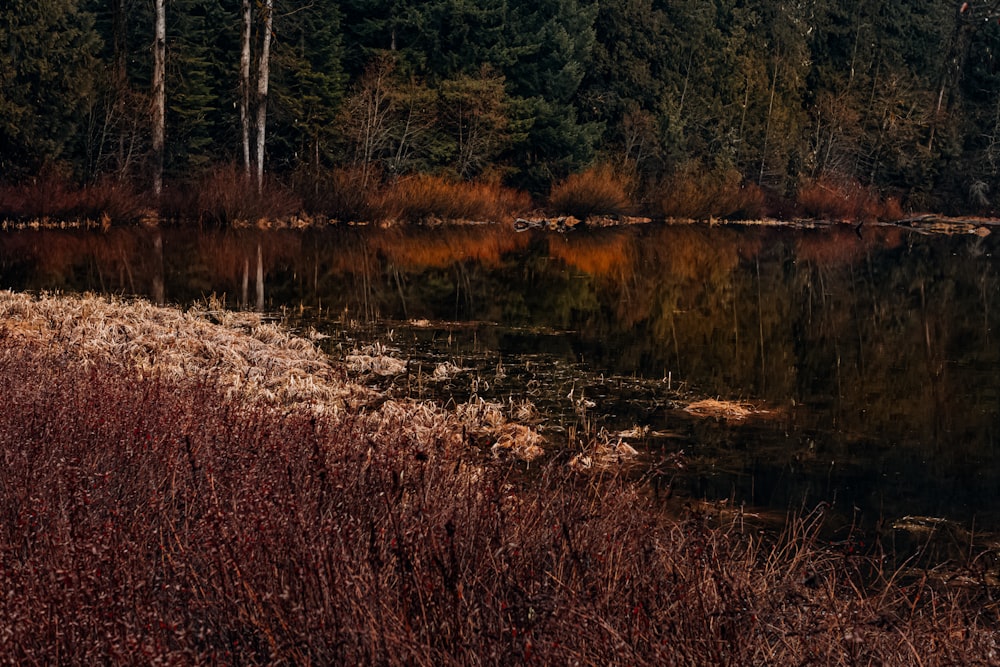 calm water of river