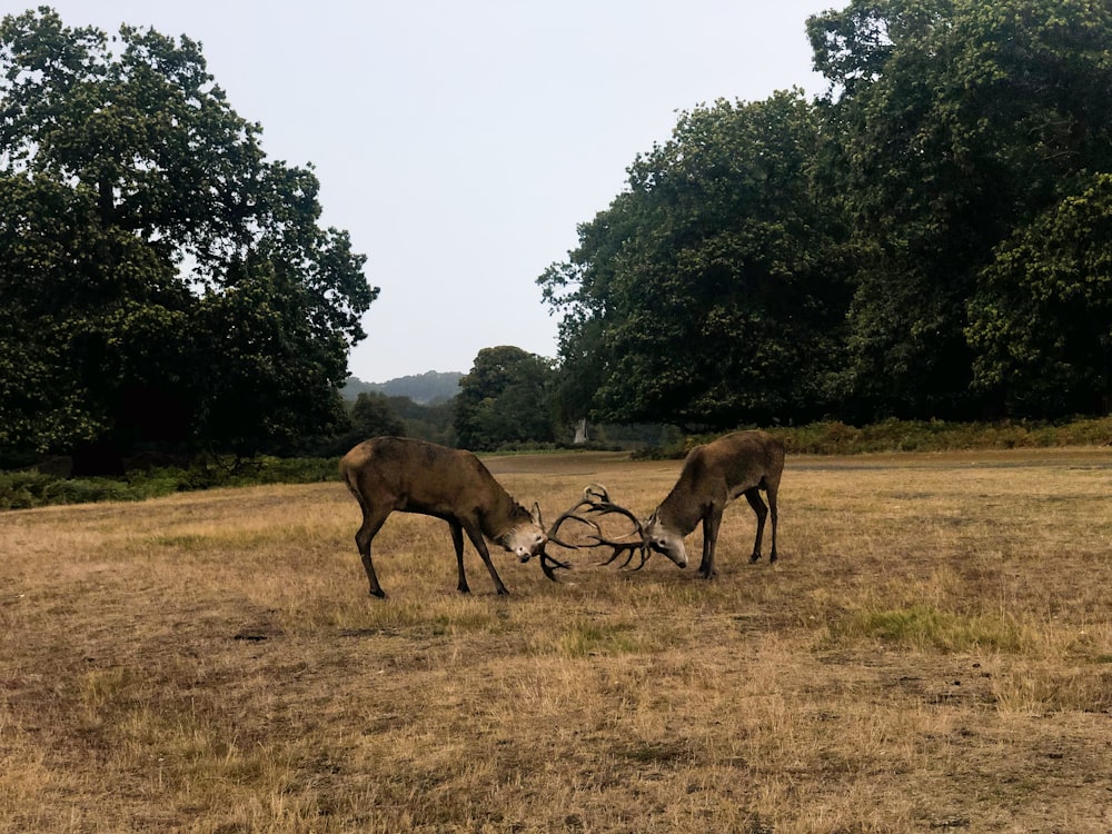 two fighting deer