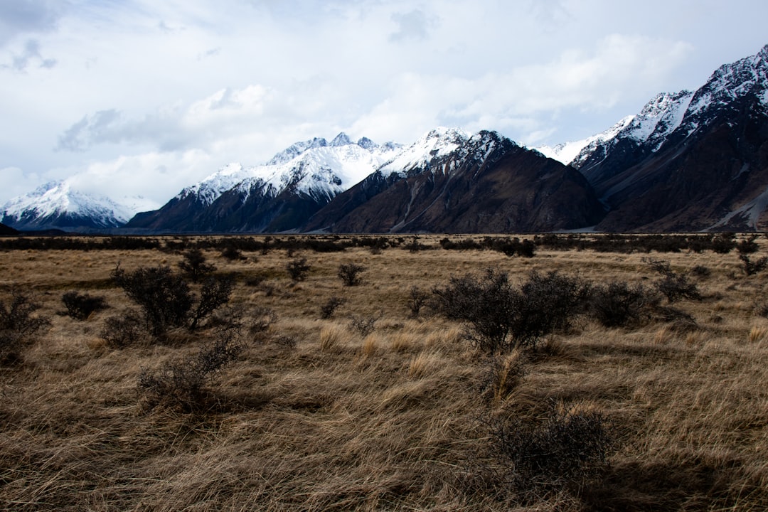 brown field