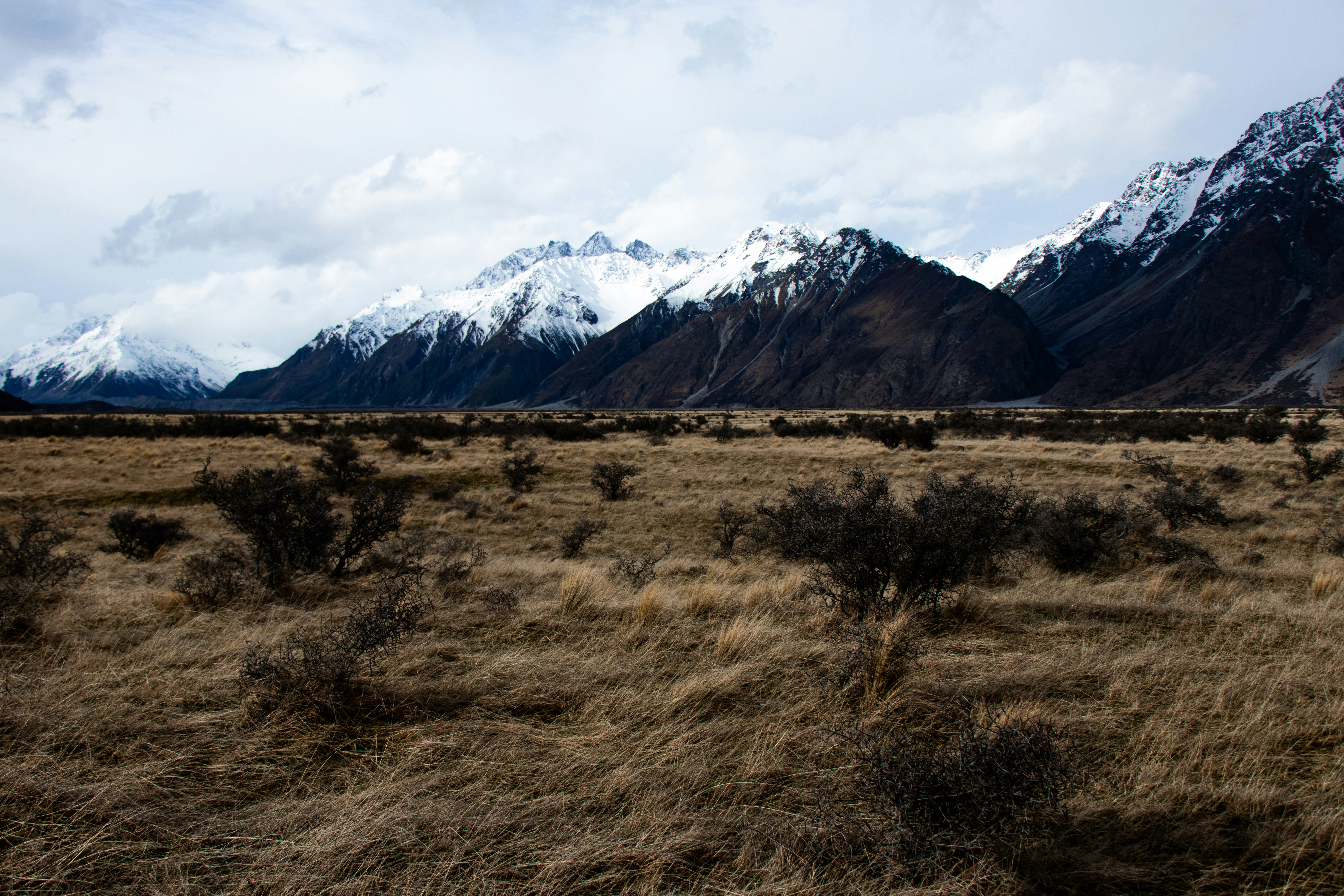 brown field