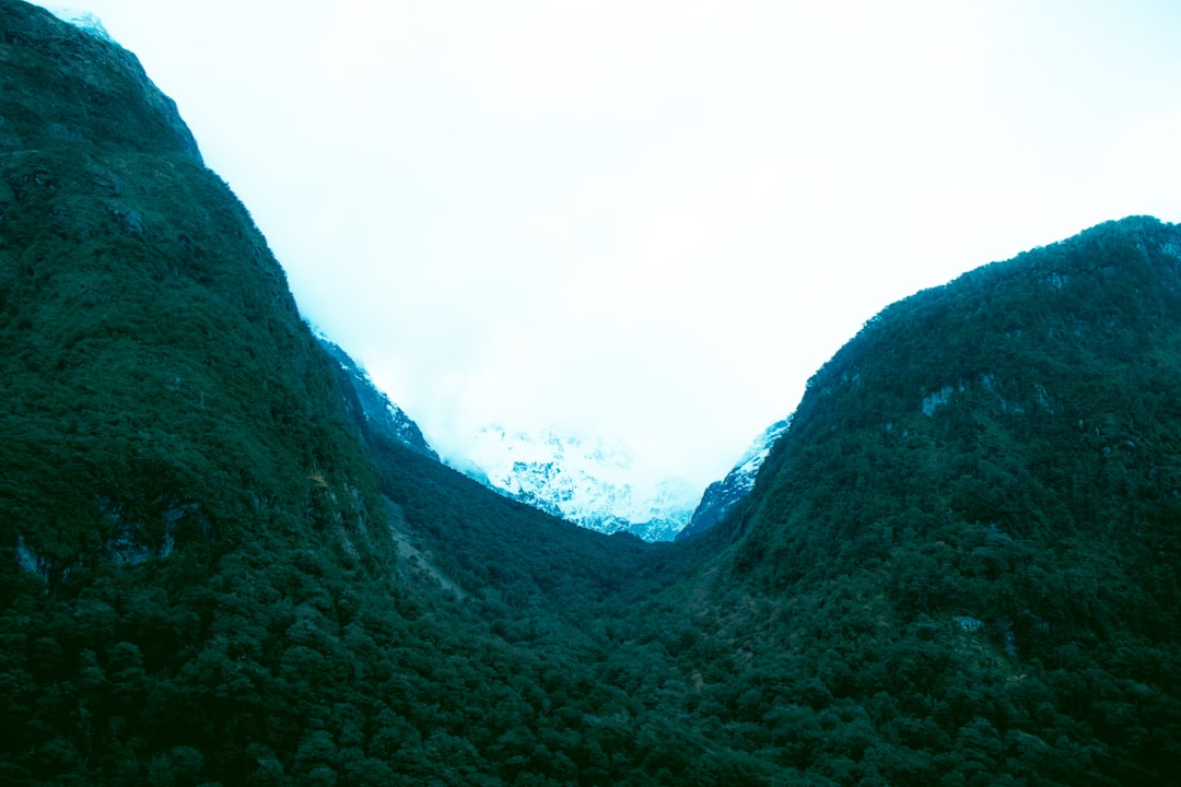 aerial photography of forest during daytime