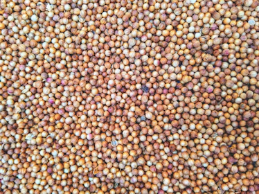 macro photography of chick peas