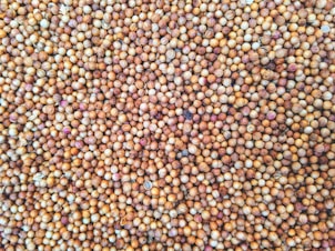 macro photography of chick peas