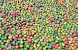 A large assortment of colorful, round peppercorns spread out, displaying a mix of red, green, and black hues. The peppercorns vary in size and color intensity, creating a vibrant, textured pattern.