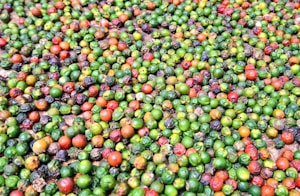 Black Pepper