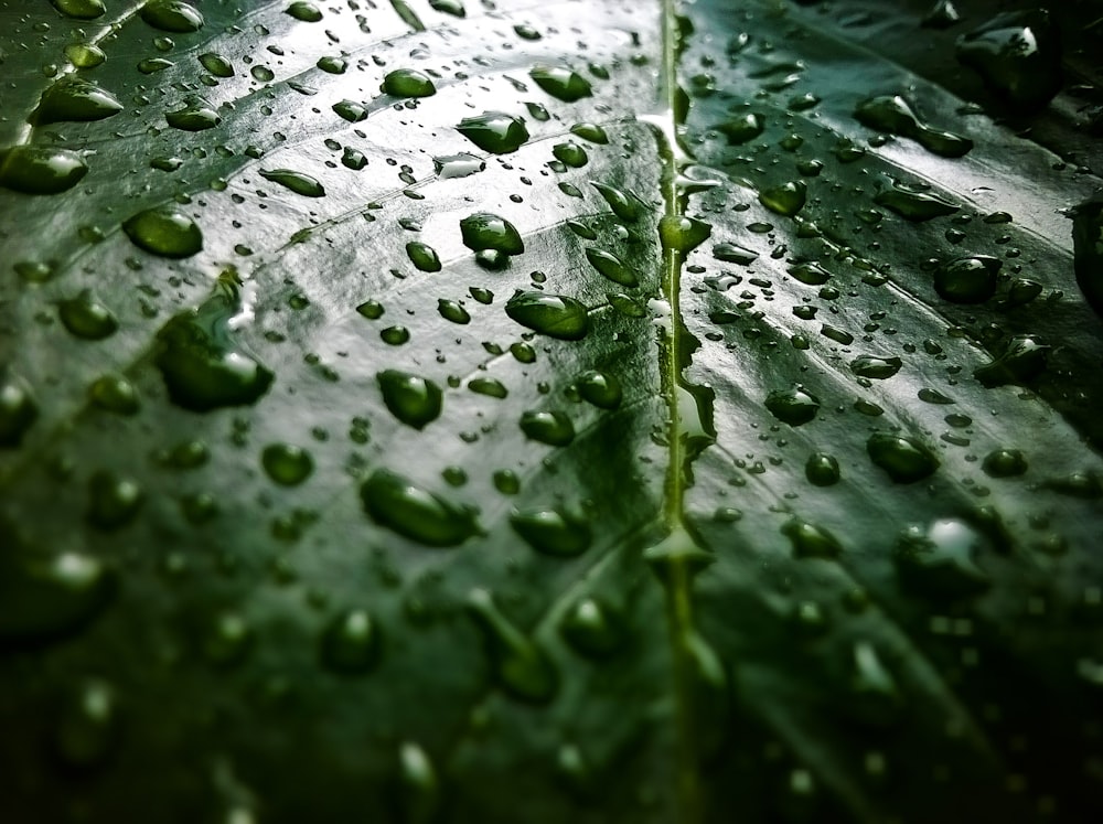 macro photography of water drops on green leaf