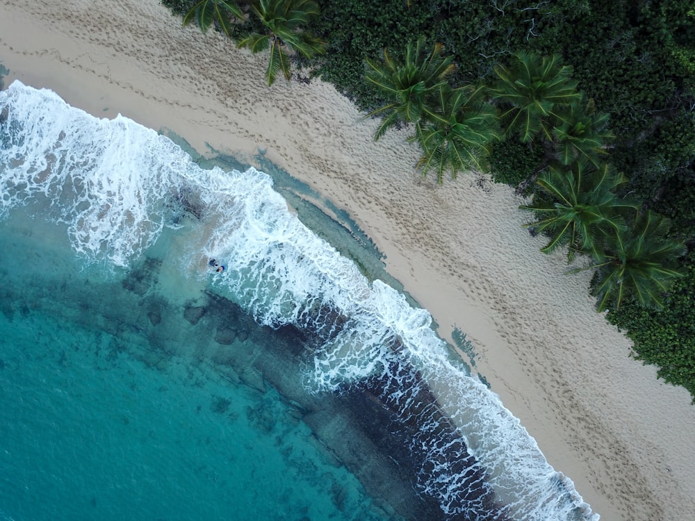 aerial photography of forest near body of water during daytime