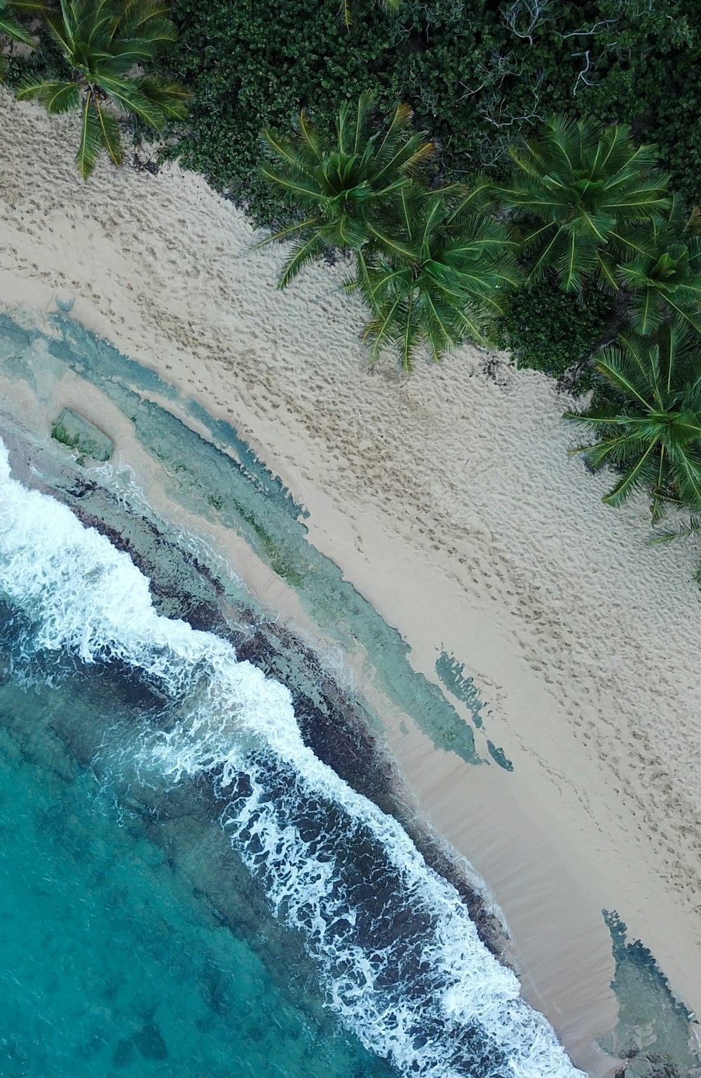 aerial photography of trees near body of water during daytime