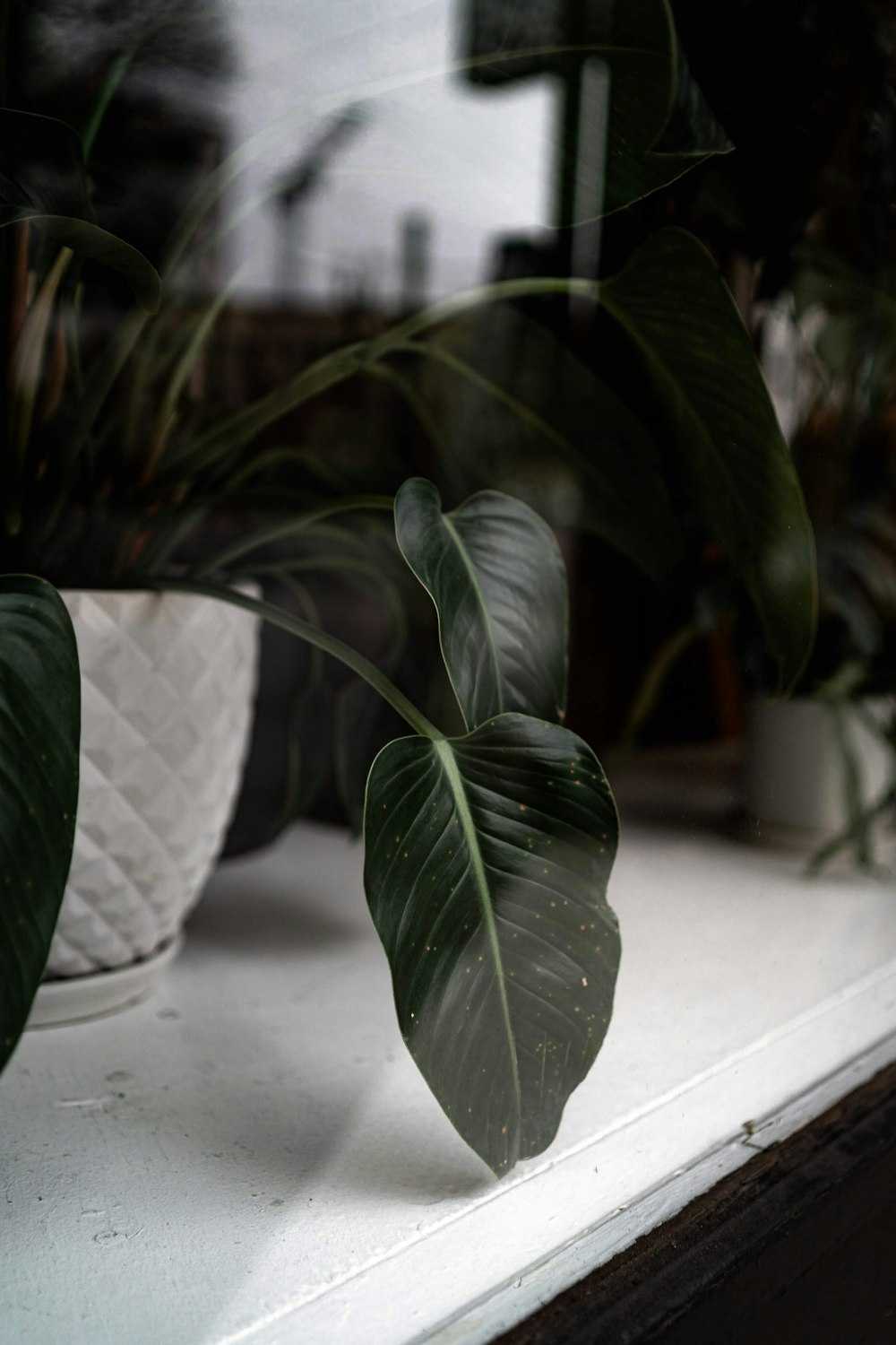 macro photography of green leaf plant in white pot