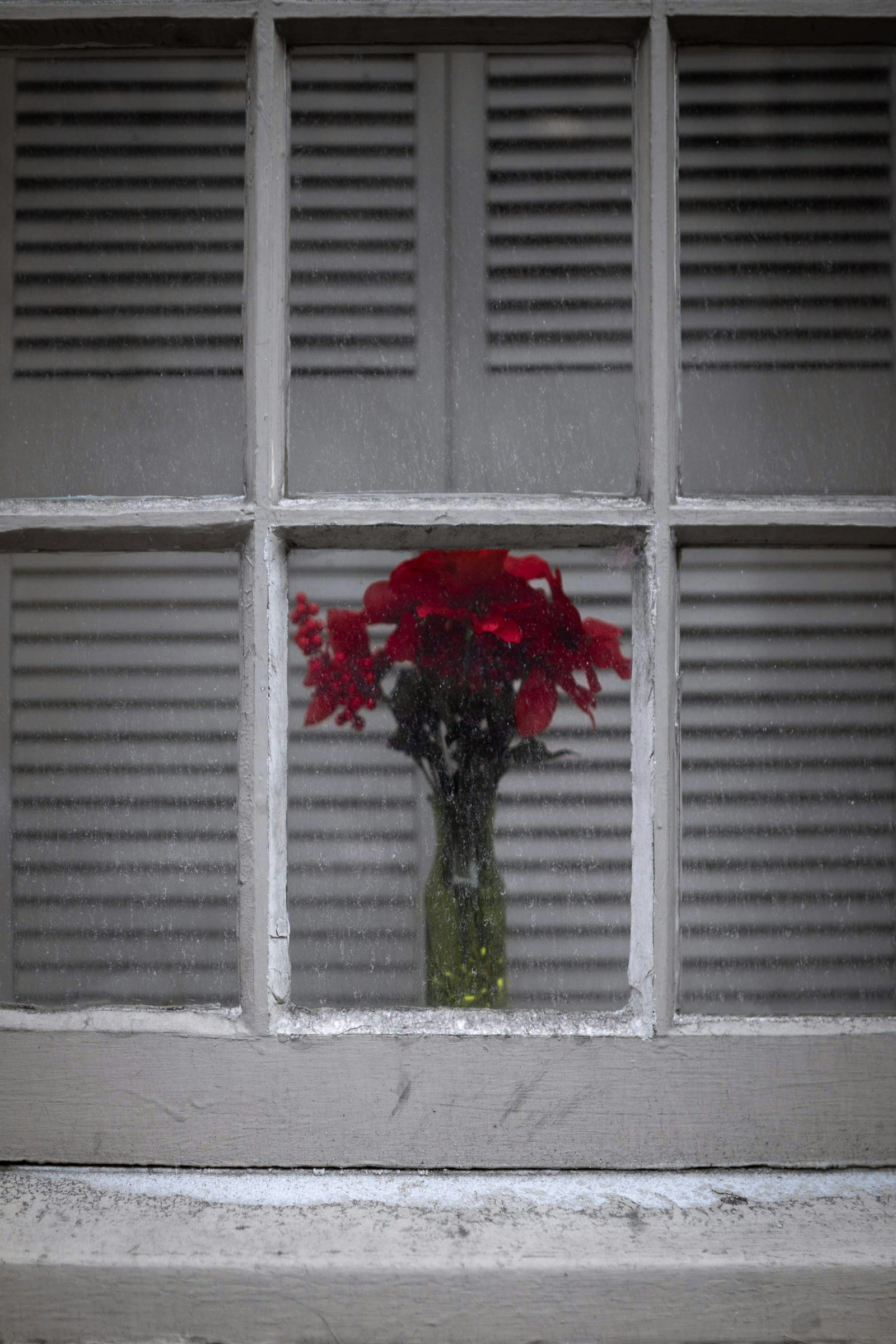 Sony a7 III + Samyang AF 35mm F1.4 FE sample photo. Red-petaled flower in window photography