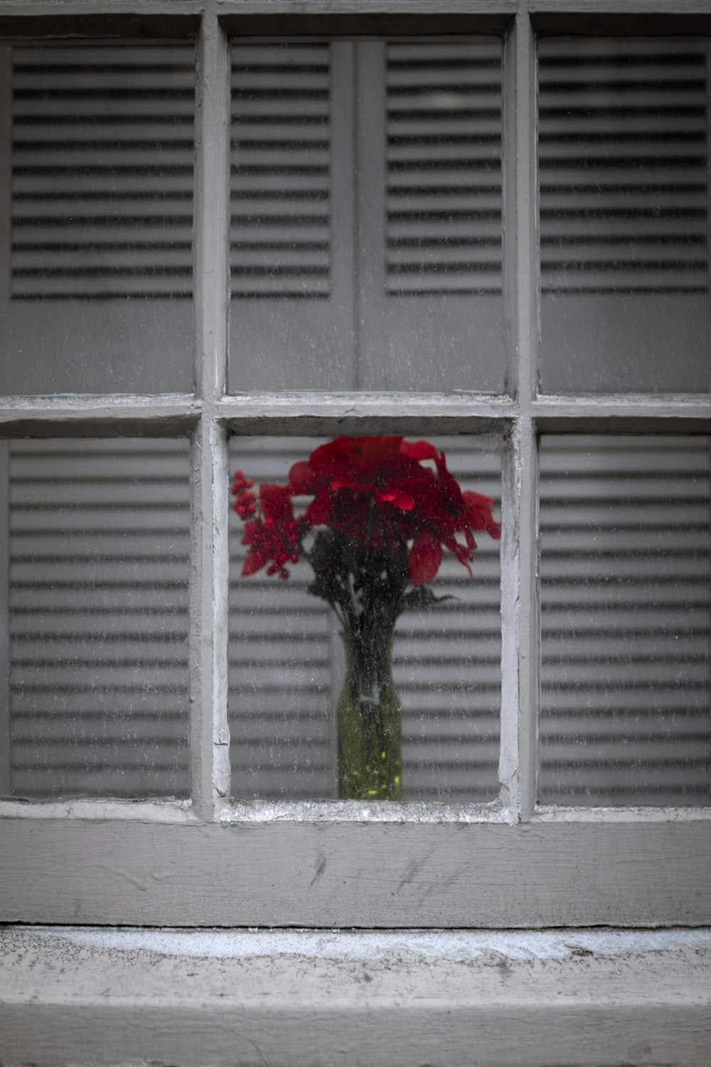 red-petaled flower in window