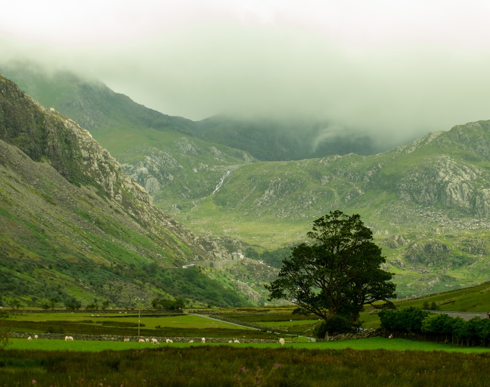 green trees under green mountain during foggy hours