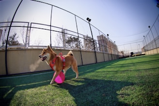 A dog wearing a red harness happily runs on a green artificial turf field, carrying a pink disc in its mouth. The field is enclosed by a high black chain-link fence, and there are leafless trees and a building visible in the background. The sun casts shadows on the ground, giving the scene a bright and open feeling.