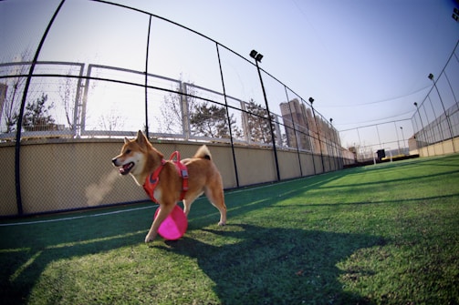 A dog wearing a red harness happily runs on a green artificial turf field, carrying a pink disc in its mouth. The field is enclosed by a high black chain-link fence, and there are leafless trees and a building visible in the background. The sun casts shadows on the ground, giving the scene a bright and open feeling.