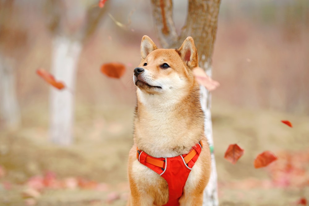 a brown and white dog standing next to a tree