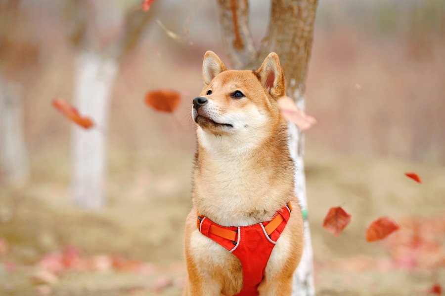 Shiba Inu Care Guide: The Independent Cat-Like Dog