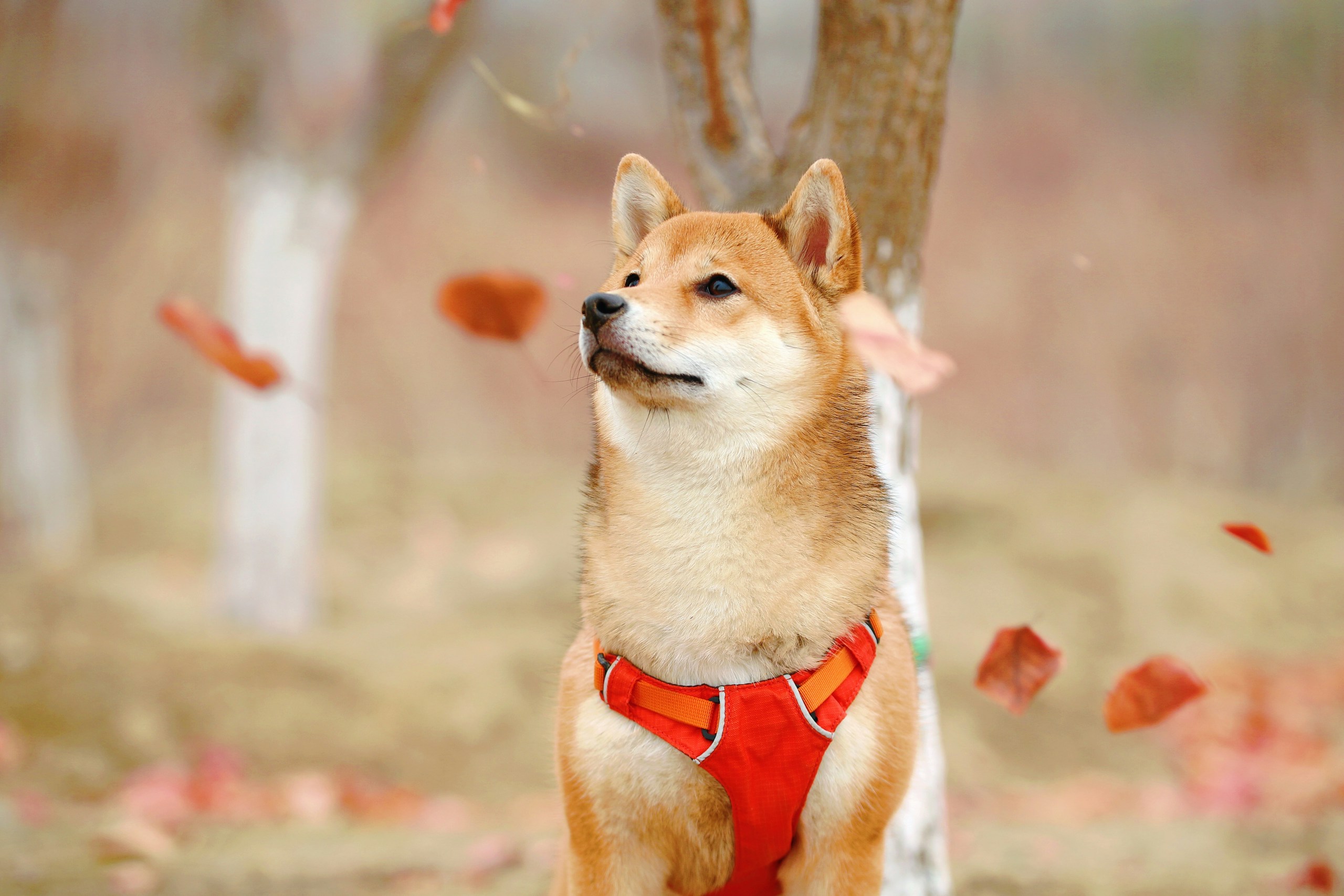 Dogecoin (DOGE) surges over 100% as Bitcoin bull run takes ...