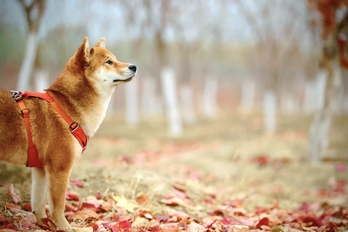 中型犬