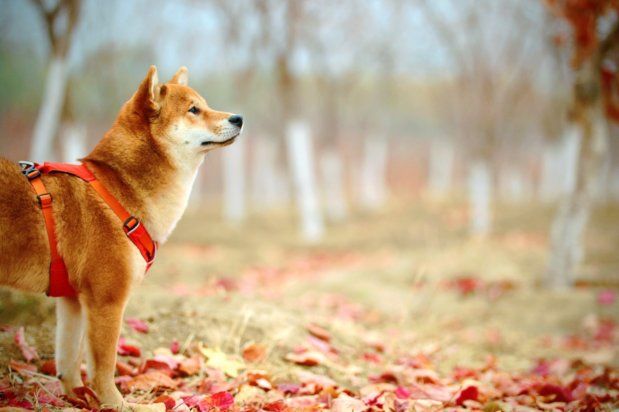 how to potty train your shiba inu