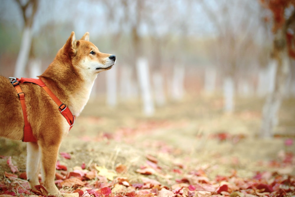 Cane adulto a pelo corto rosso Akita Inu sul campo