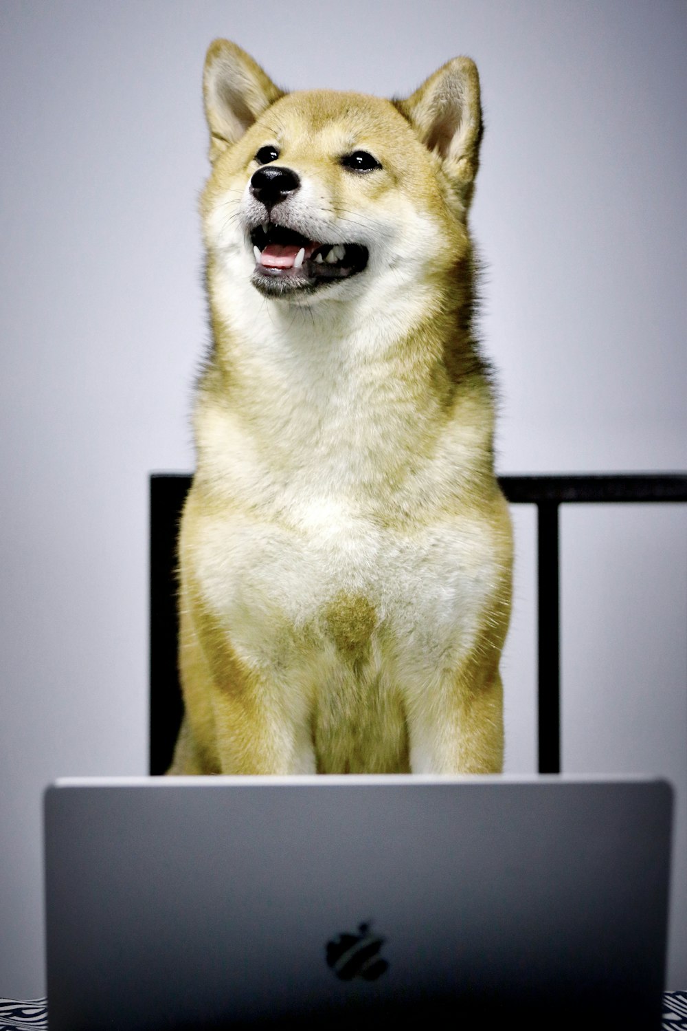 adult beige short-coated dog near MacBook Pro