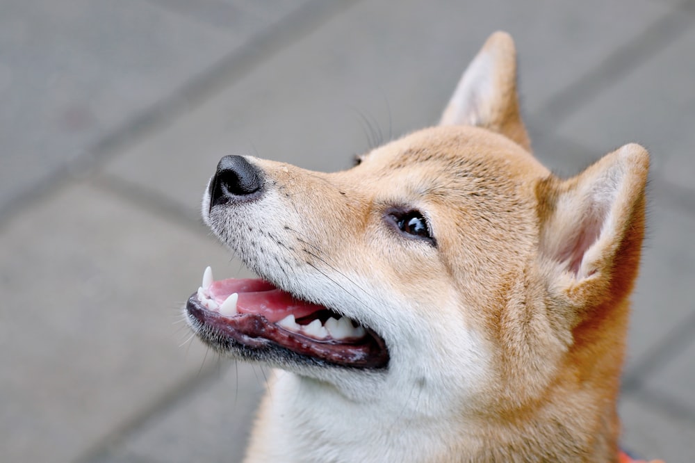 short-coated white and tan dog