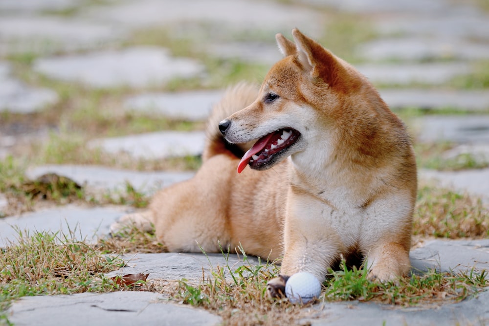 short-coated brown and gray dog lying on ground