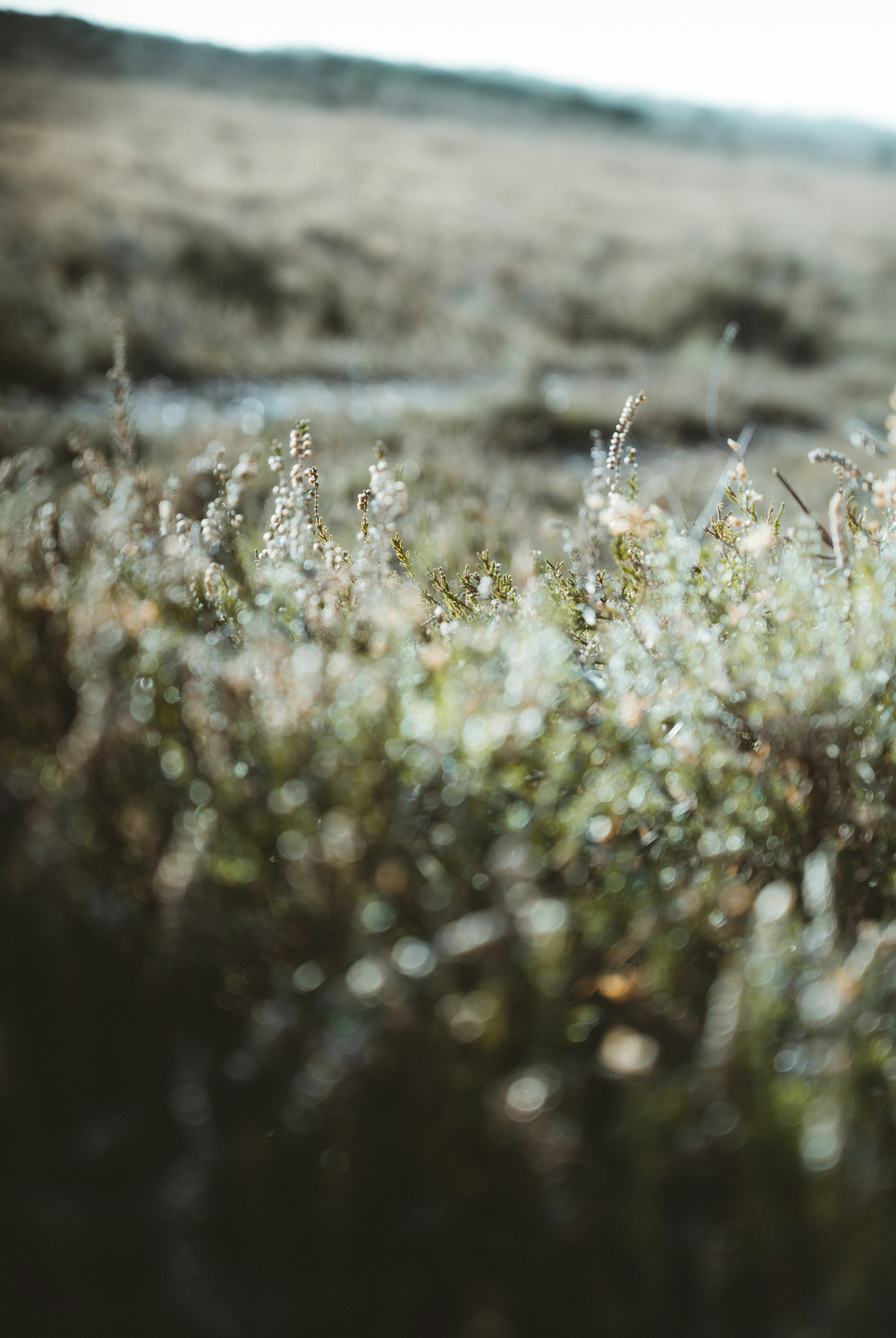 Photo by anniespratt