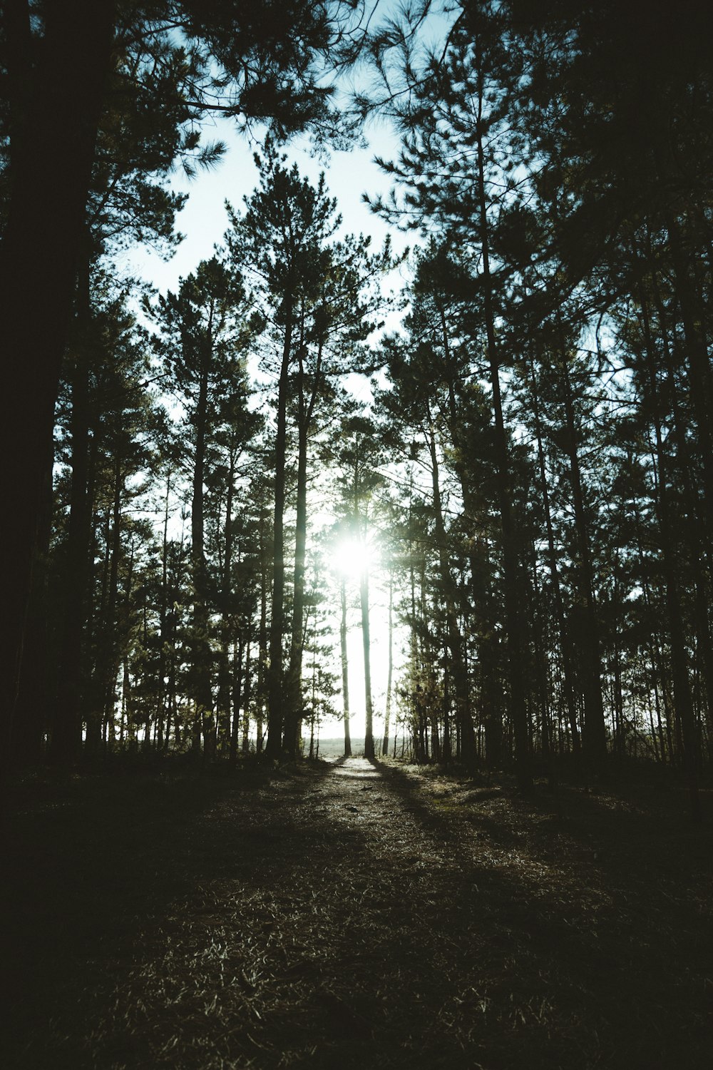 silhouette photography of trees