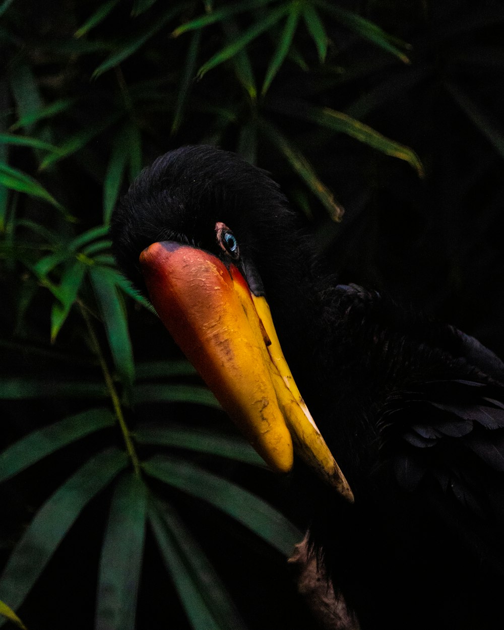 black and yellow parrot