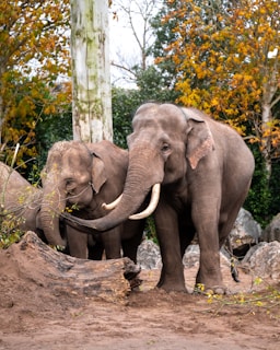 two elephants in fall for national elephant day