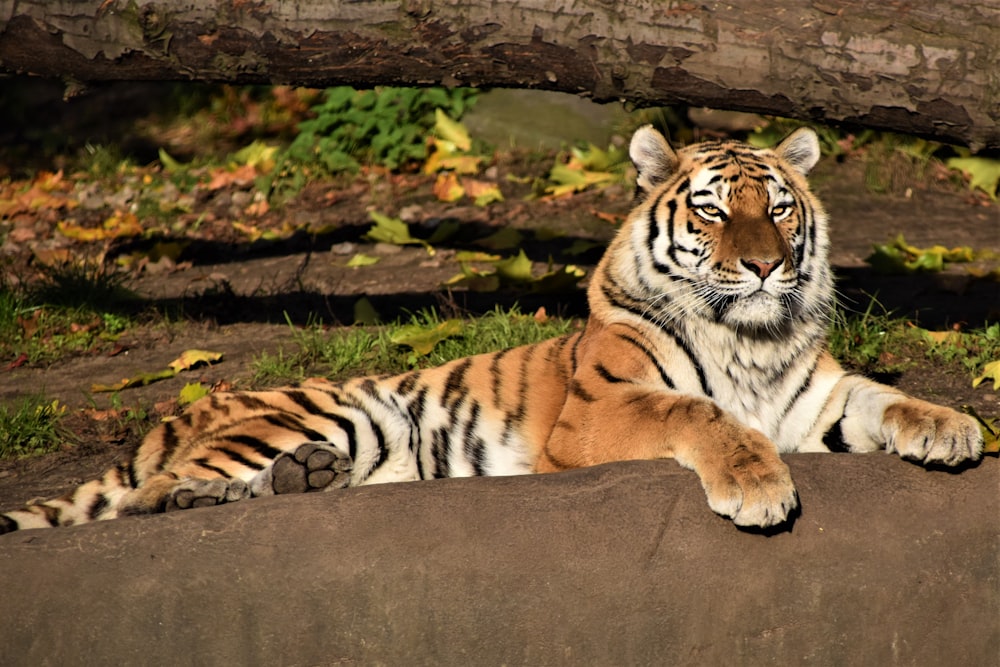 tigre brun, noir et gris couché sur la pierre