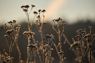 A serene winter garden with frost-covered plants under soft morning light.