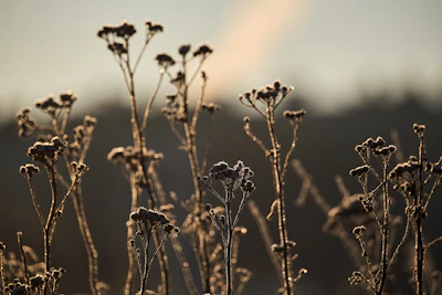 A serene winter garden with frost-covered plants under soft morning light.