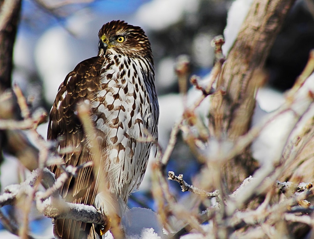 brown and white bird on tree